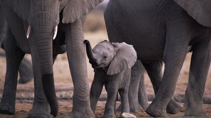 nature, elephants, animals