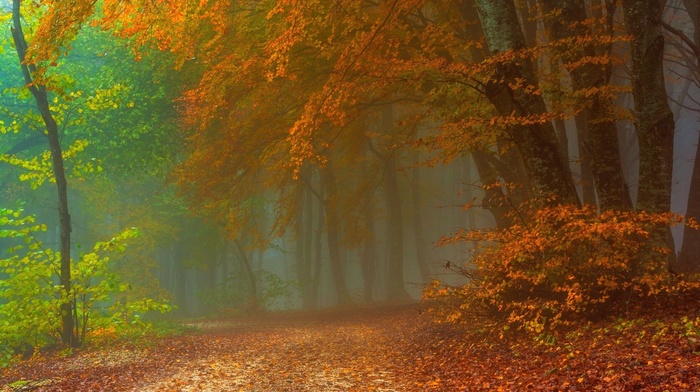 fall, leaves, nature, mist, forest, path, landscape