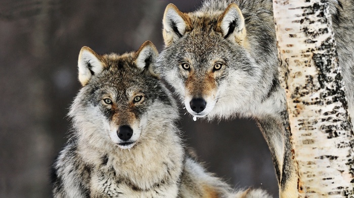 wolf, animals