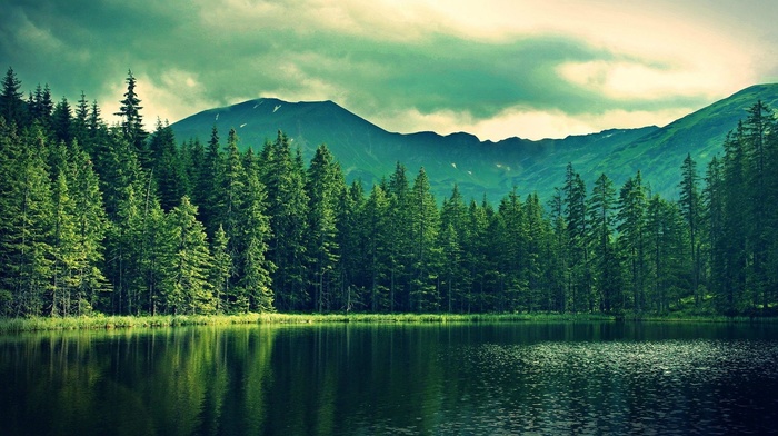 nature, landscape, forest, lake