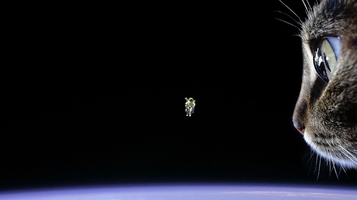 cat, Earth, floating, space, astronaut