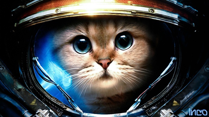 Starcraft II, cat