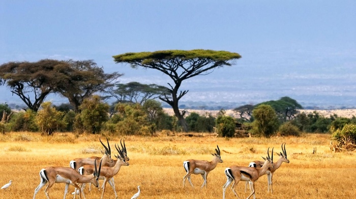 Africa, wildlife, nature, savannah, landscape, animals