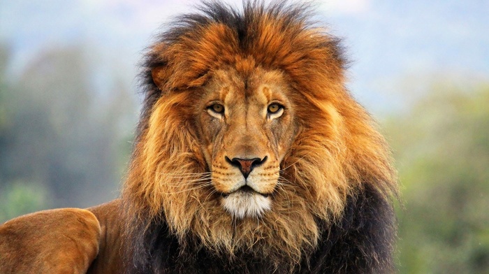 lion, wildlife, animals