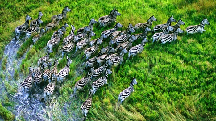 zebras, landscape, animals, HDR, nature