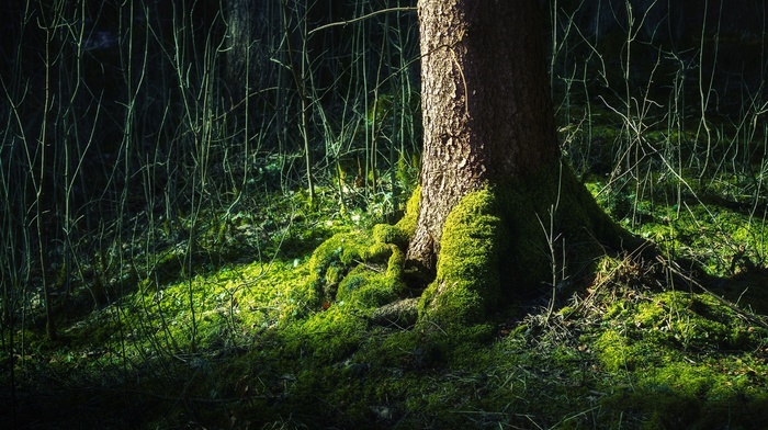 nature, grass, trees