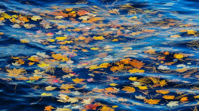 nature, leaves, water