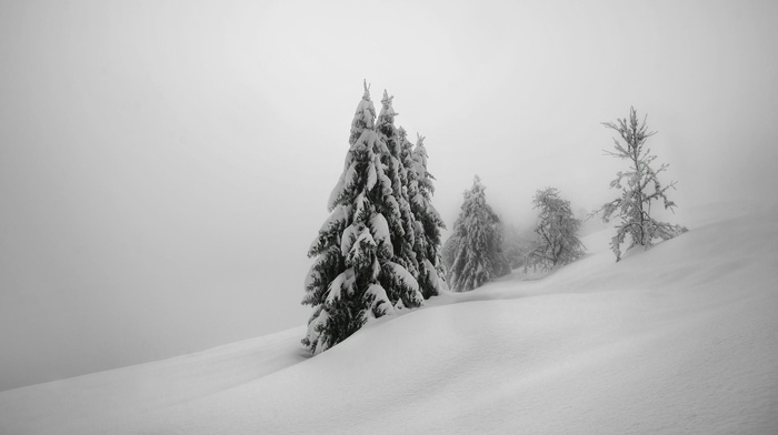 trees, landscape, winter, snow