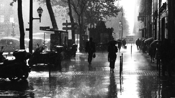 umbrella, noir, rain