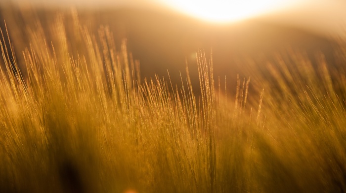 nature, filter, orange, photography, field, sun rays, yellow, barley