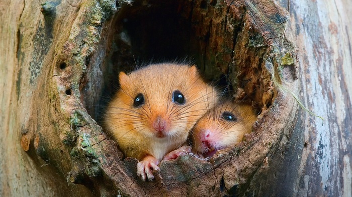 animals, nature