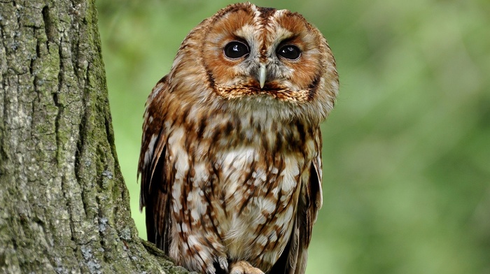 nature, animals, owl