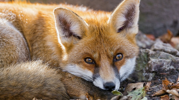 nature, fox, animals