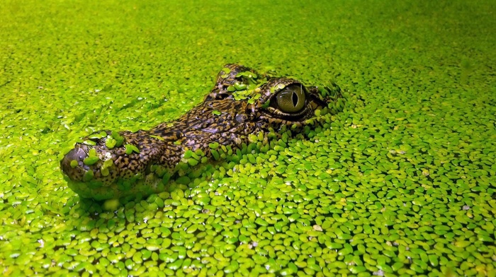 eyes, nature, reptile, green, animals