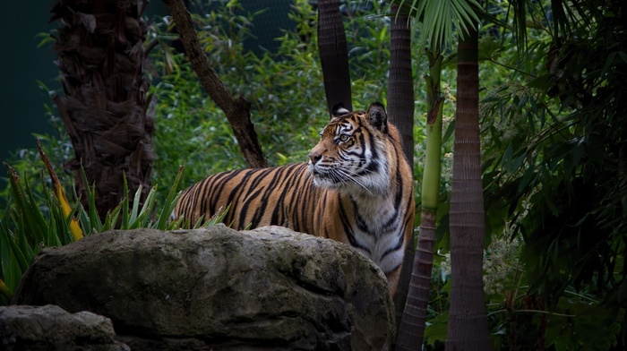 nature, animals, wildlife, tiger