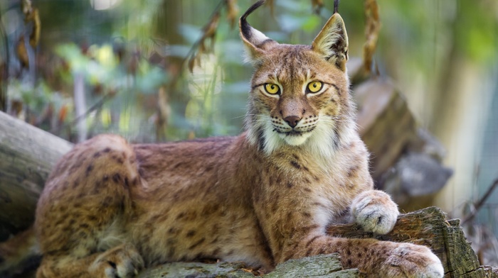 lynx, wildlife, animals, nature