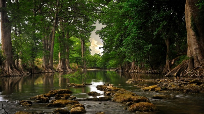 river, landscape, water, roots, nature, trees, forest