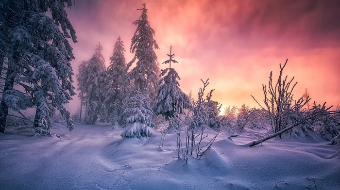cold, Germany, winter, sunrise, white, yellow, pink, forest, clouds, path, snow, nature, landscape, trees