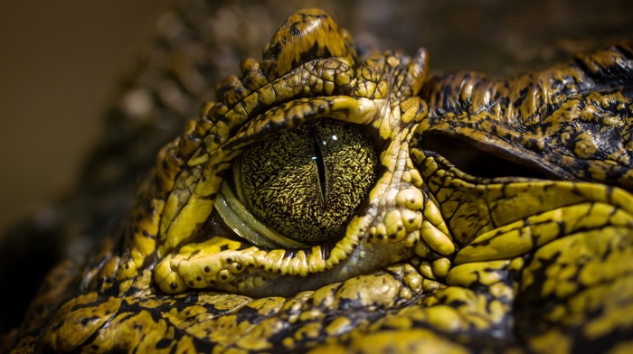 crocodiles, eyes, animals, reptile