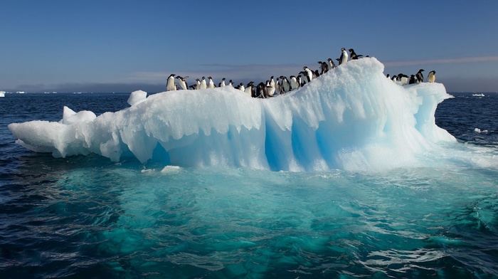 iceberg, penguins, sea, ice