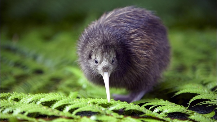 nature, kiwi animal, animals, wildlife