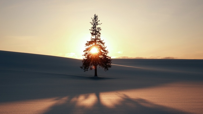 trees, Sun, nature