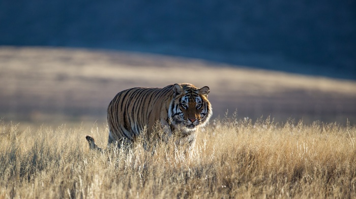 tiger, animals, nature