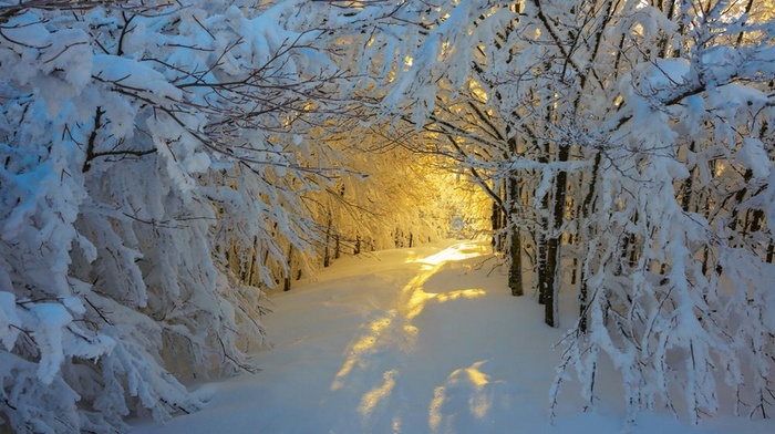 Italy, winter, trees, yellow, sunrise, white, path, snow, forest, nature, landscape