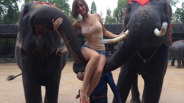 elephants, nipples