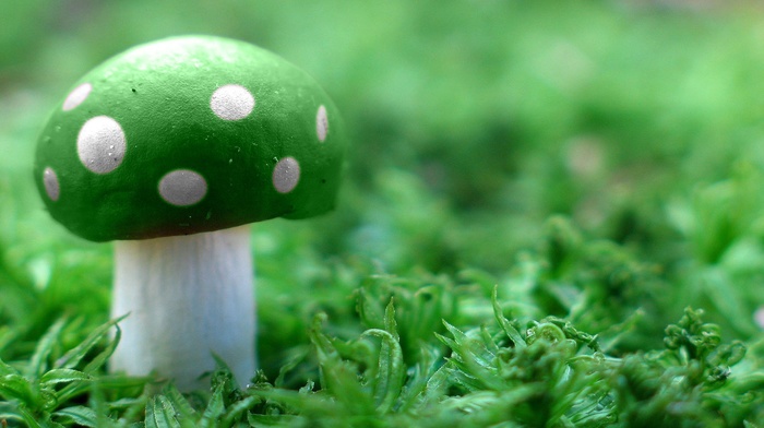magic mushrooms, mushroom