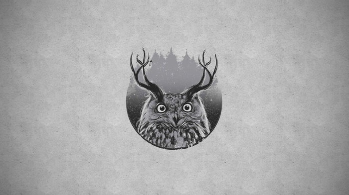 forest, owl