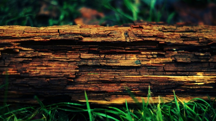 tree stump, wood, trees