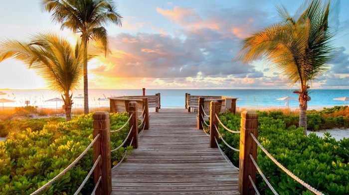 nature, palm trees, sea