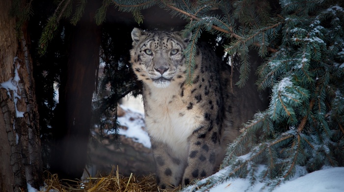 snow leopards, animals, nature