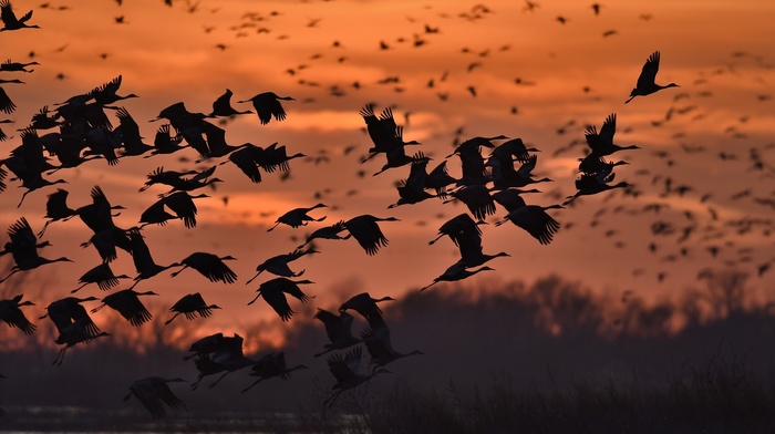 birds, nature, animals