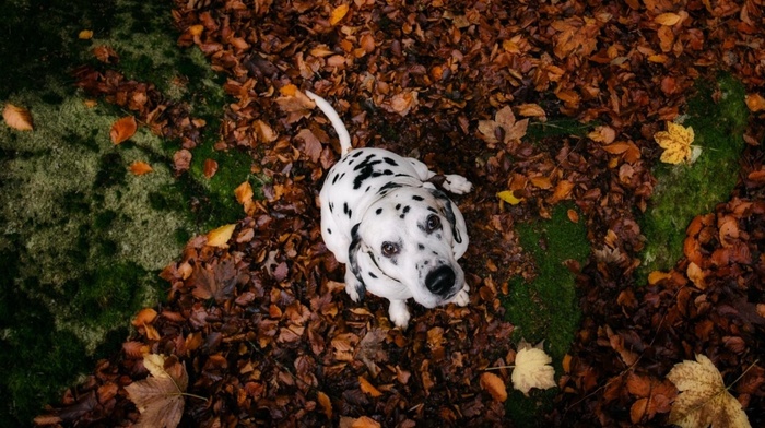 animals, dog, looking up, Dalmatian, nature