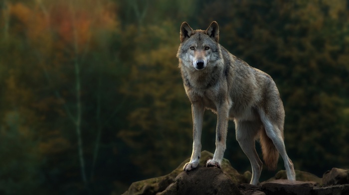 wolf, nature, animals