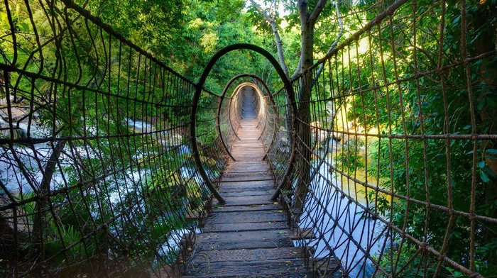 nature, bridge