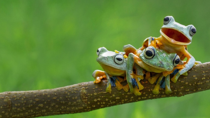 frog, amphibian, animals