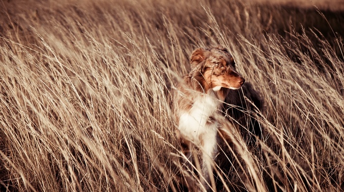 animals, dog, nature, field