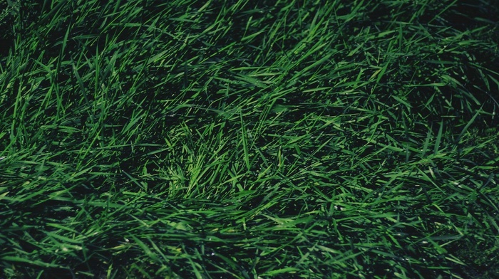 grass