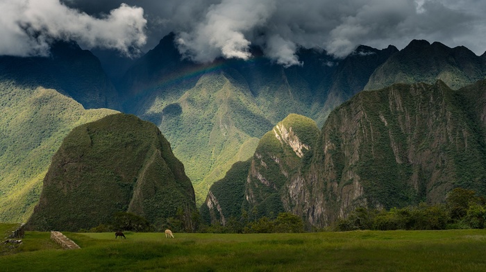 Andes, Peru, landscape, mountain, trees, nature, field, animals, mist, rainbows, clouds, forest, rainforest, hill