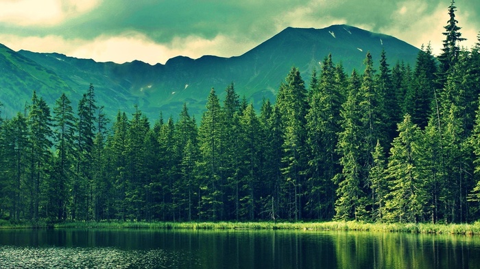 forest, lake, nature