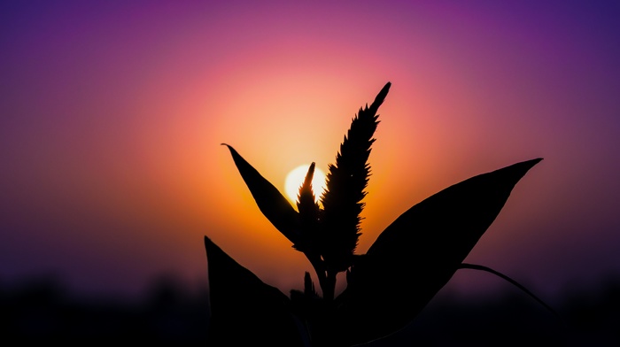 silhouette, sunset, plants