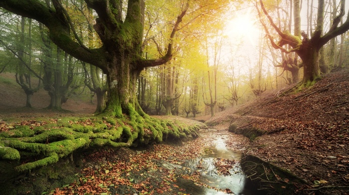 landscape, trees, Spain, forest, creeks, sunrise, nature, hill, leaves, fall, water, moss