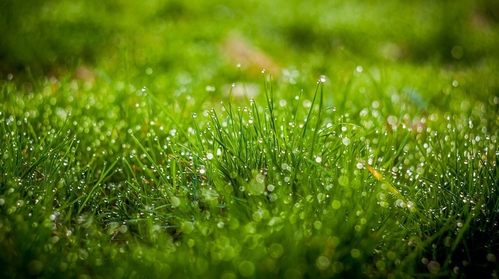 depth of field, grass, bokeh, field, nature, leaves, green, water drops