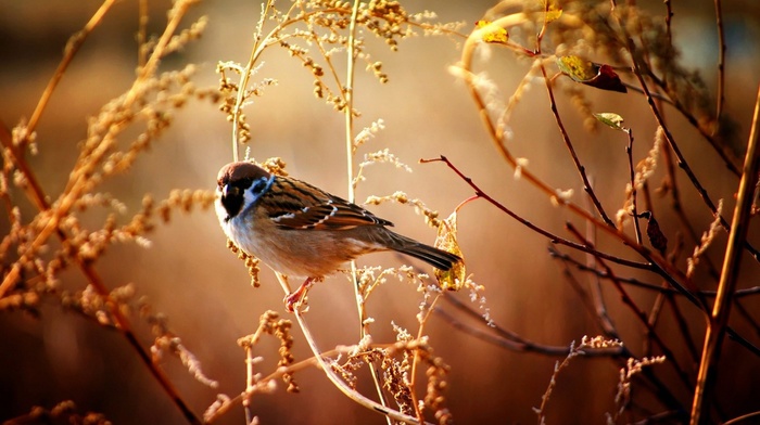 sparrows, birds, animals