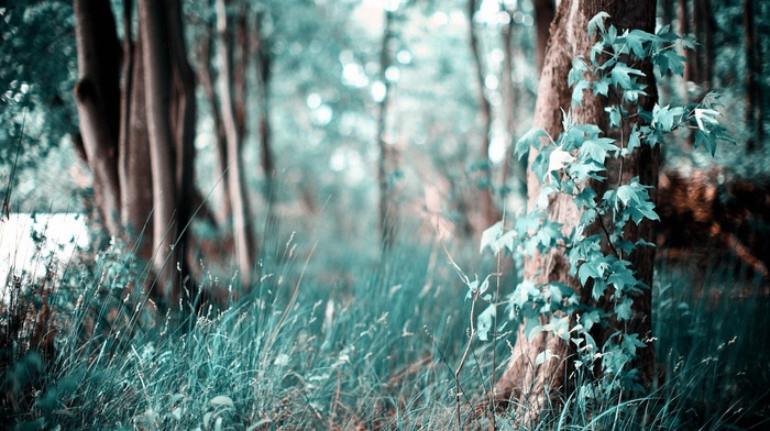 trees, nature, landscape, bokeh