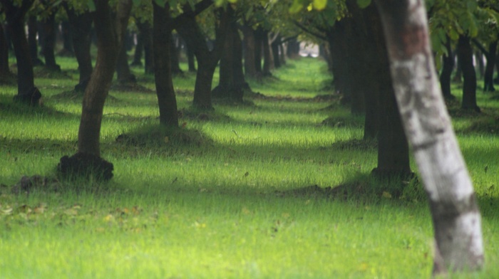 landscape, depth of field, nature