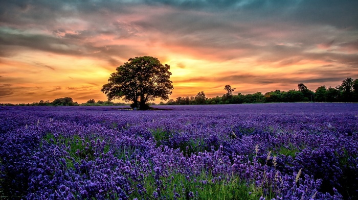 sunset, nature, landscape, lavender